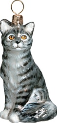 American Shorthair Cat  Gray