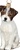 Jack Russell Terrier Rough Coat