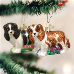 King Charles Spaniel (a)