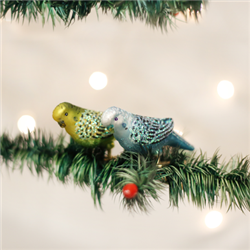 Miniature Parakeet (a)