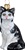 American Shorthair Cat - Black and White